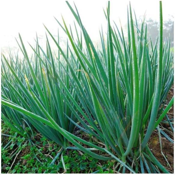 Ciboule de Chine - Prêt à consommer - Image 5
