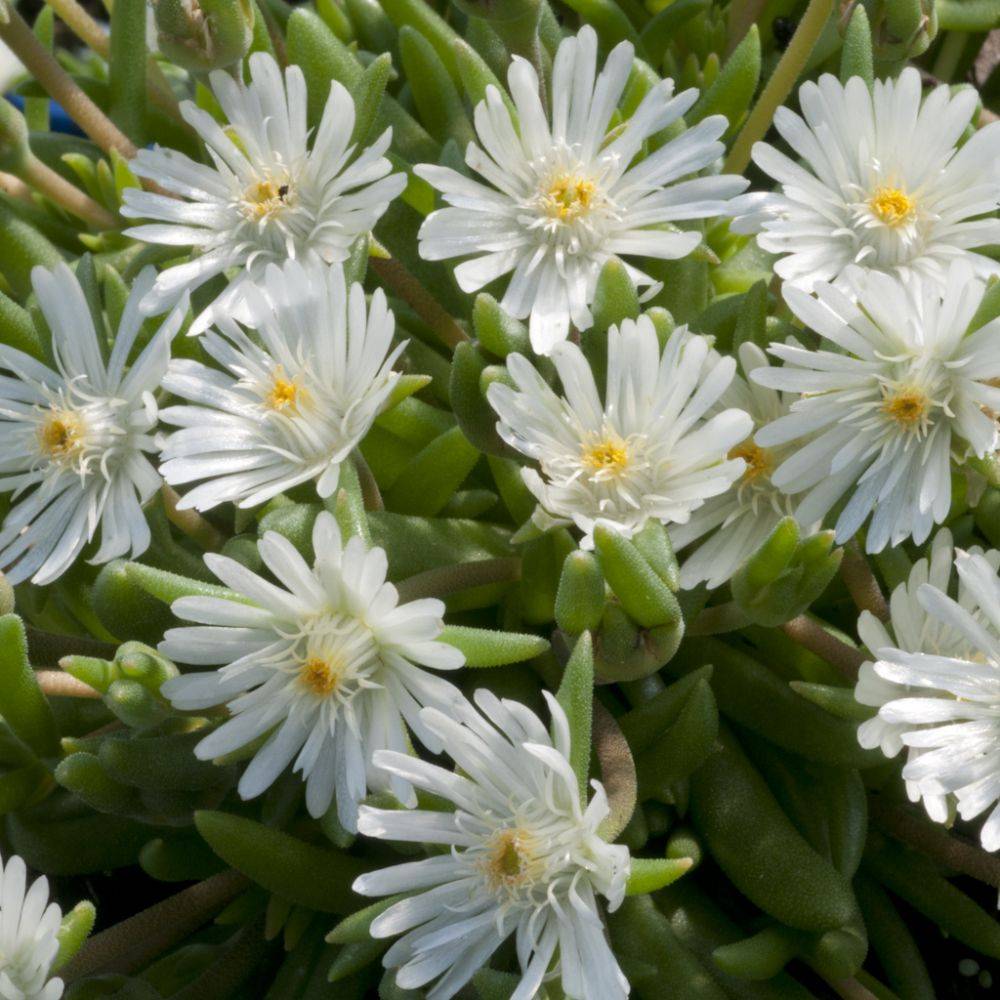 Delosperma jewel of desert moon stone - Image 2