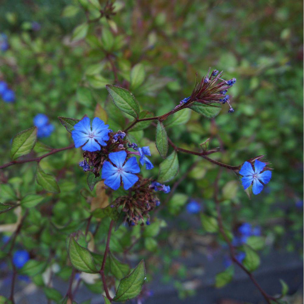 Ceratostigma griffithii - Dentelaire bleu - Image 1