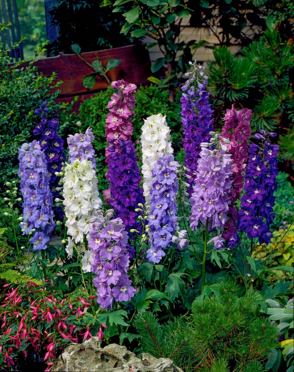 Delphinium 'Magic Fountains Rose' - Pied d'alouette