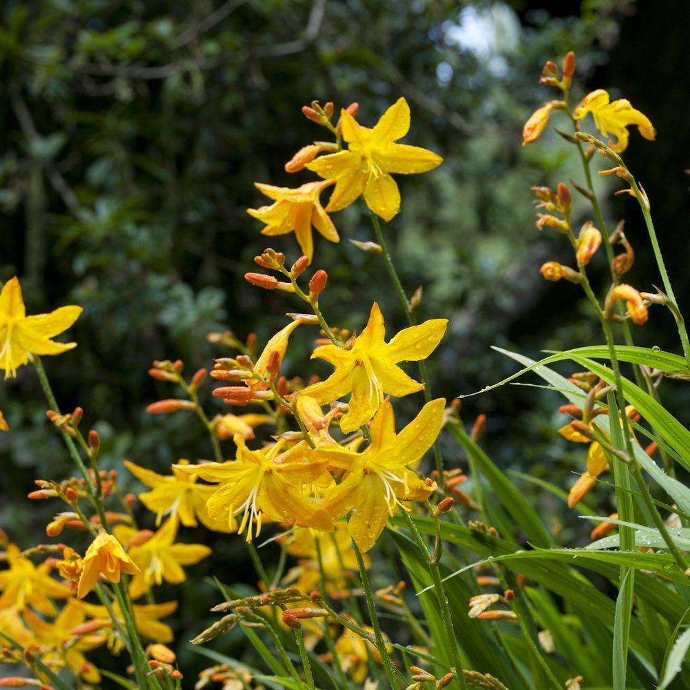 Crocosmia masoniorum - Image 2