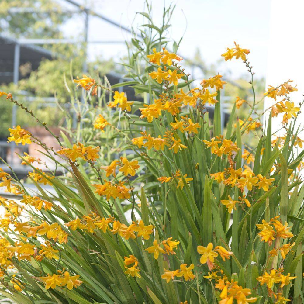 Crocosmia masoniorum - Image 1