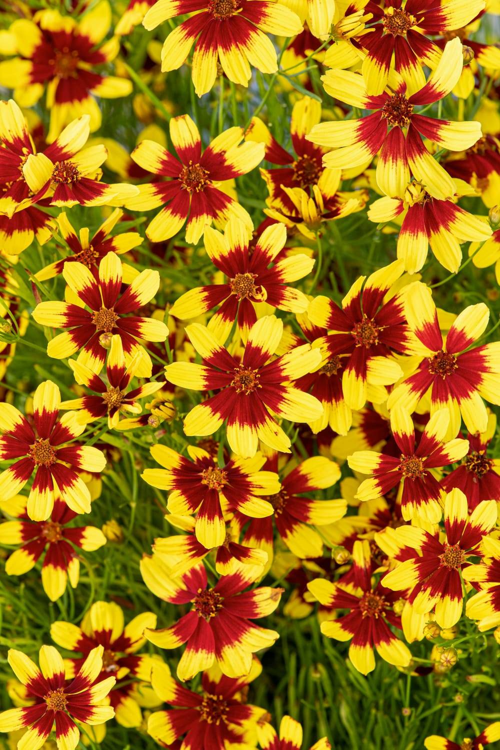Coréopsis 'Firefly'