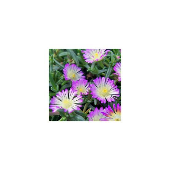 Delosperma nubigenum Wheels of Wonder 'Violet Wonder' - Pourpier de Cooper (Ficoïde) - Image 1