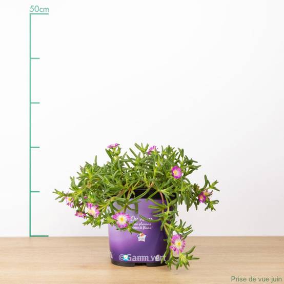 Delosperma nubigenum Wheels of Wonder 'Violet Wonder' - Pourpier de Cooper (Ficoïde) - Image 3