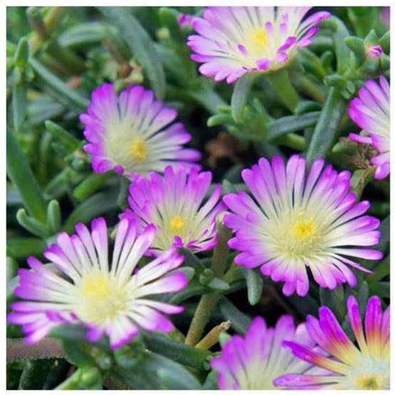 Delosperma nubigenum Wheels of Wonder 'Violet Wonder' - Pourpier de Cooper (Ficoïde) - Image 5