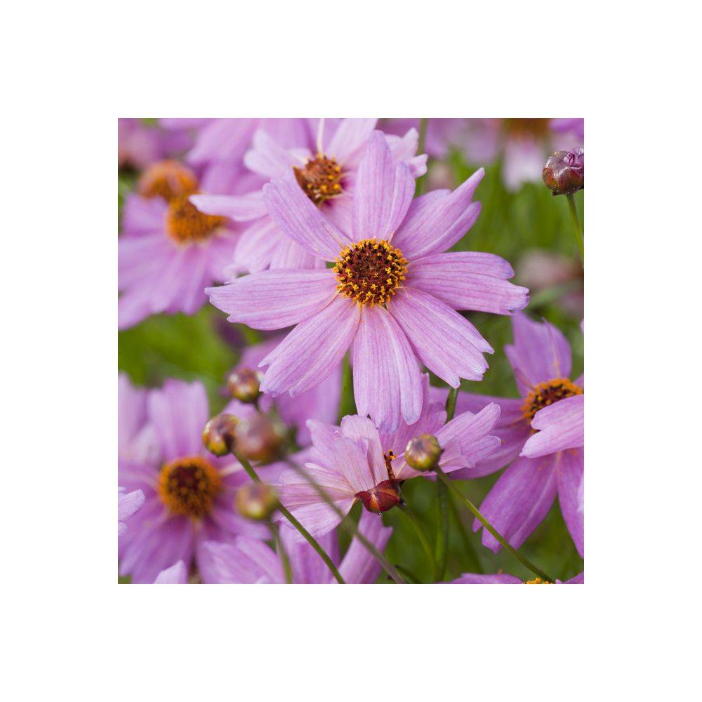 Coréopsis 'Limerock Passion' - Image 4