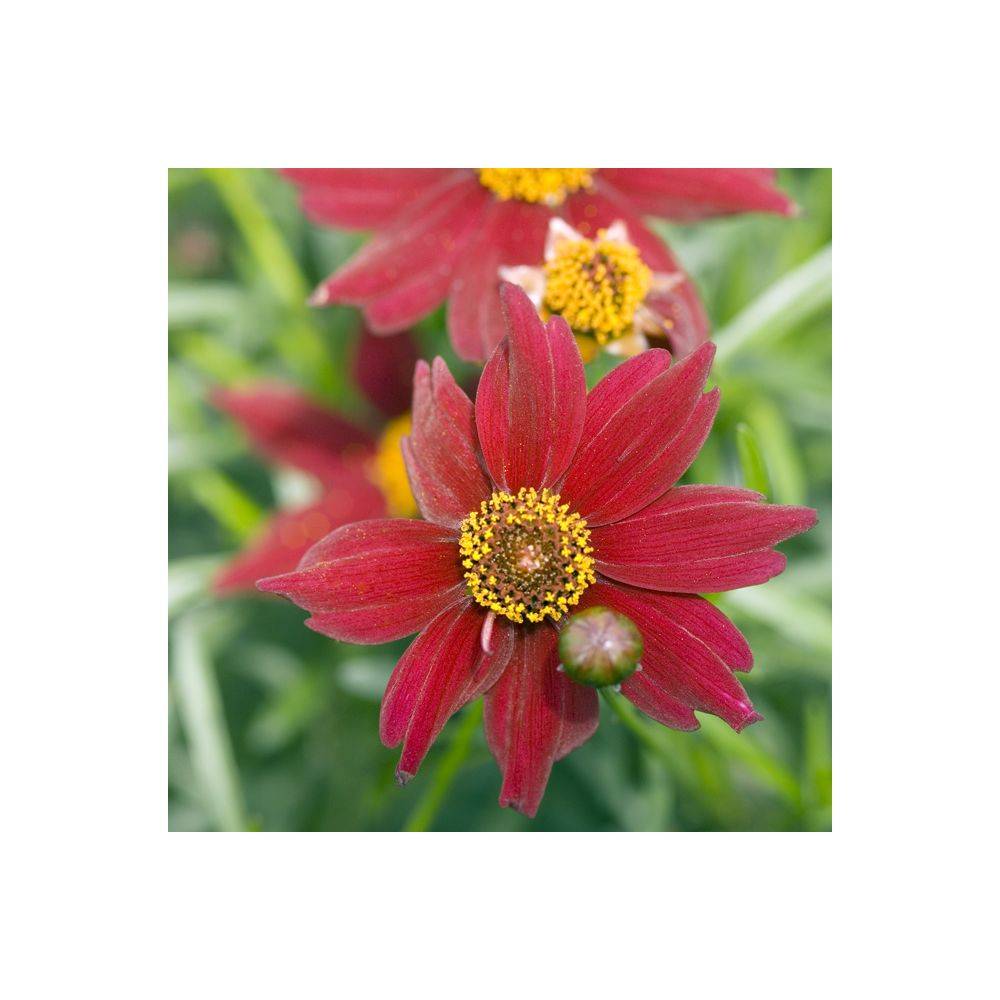 Coréopsis 'Limerock Ruby' - Image 2