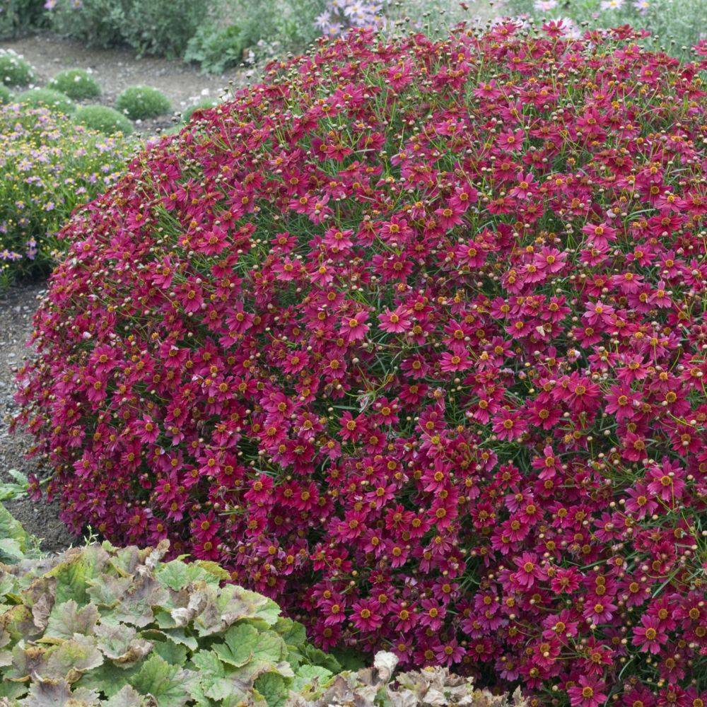 Coréopsis 'Limerock Ruby' - Image 1