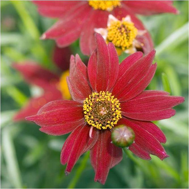 Coréopsis 'Limerock Ruby' - Image 5