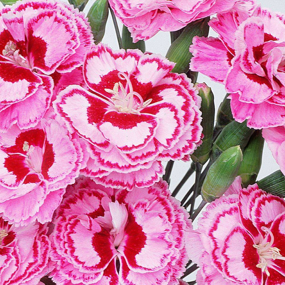 Dianthus plumarius 'Moulin Rouge' - Œillet - Image 1