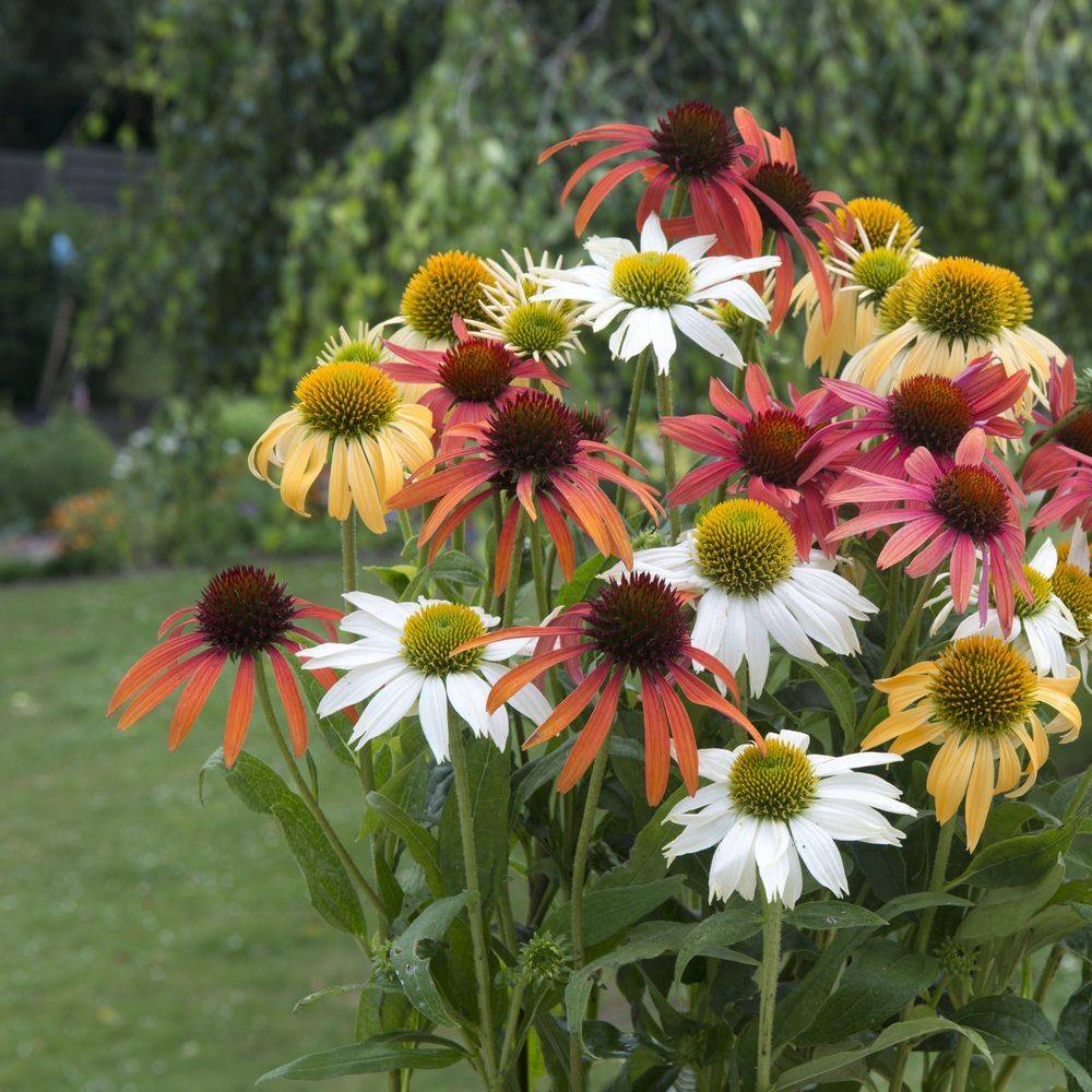 Echinacea purpurea 'Cheyenne Spirit' - ECLOZ - Image 4