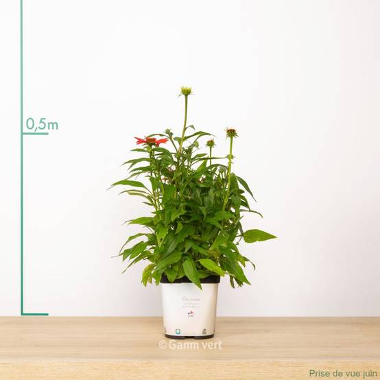 Echinacea purpurea 'Cheyenne Spirit' - ECLOZ - Image 5