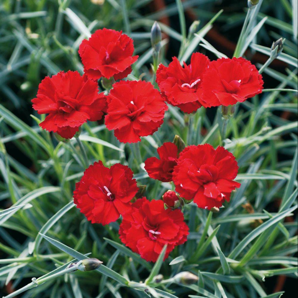 Dianthus plumarius 'Houndspool Cheryl' - ECLOZ - Œillet - Image 1