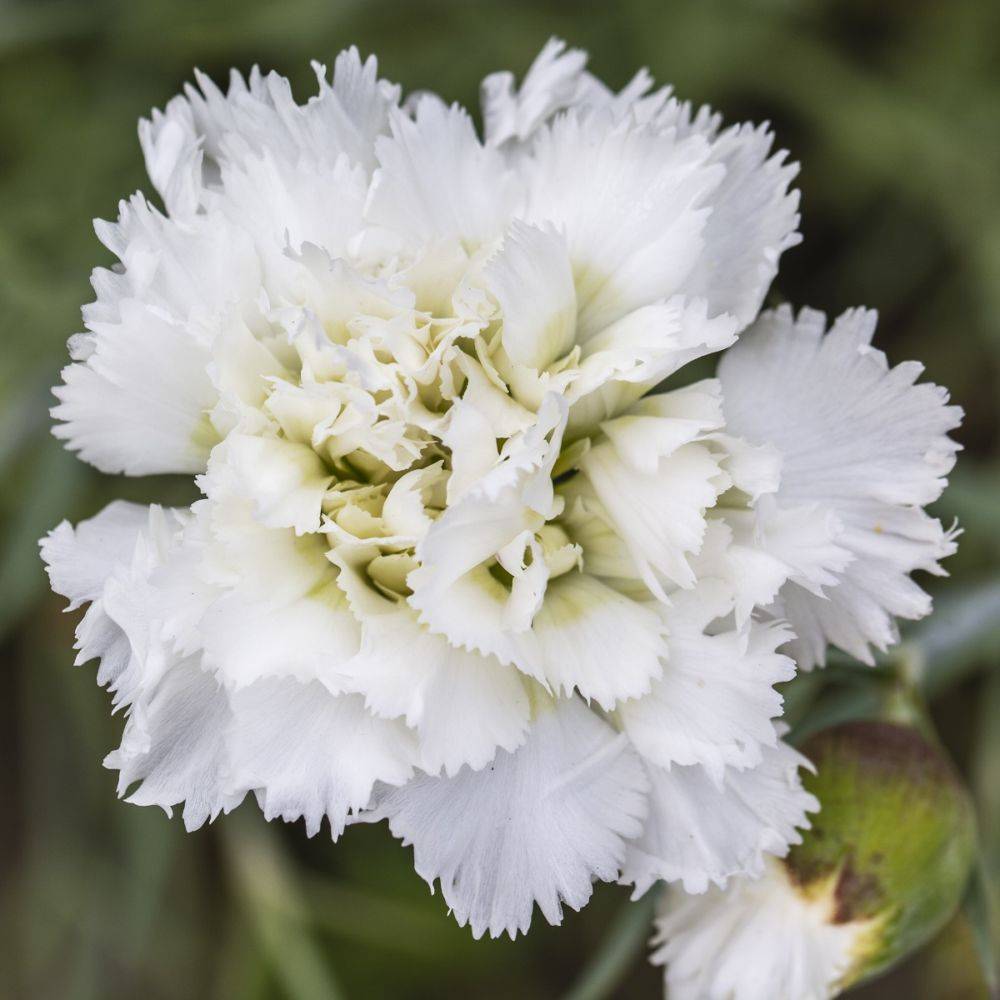 Oeillet mignardise Scent First® 'Memories' - Dianthus plumarius - Image 1