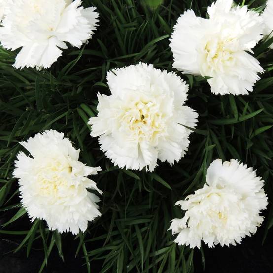 Oeillet mignardise Scent First® 'Memories' - Dianthus plumarius - Image 2