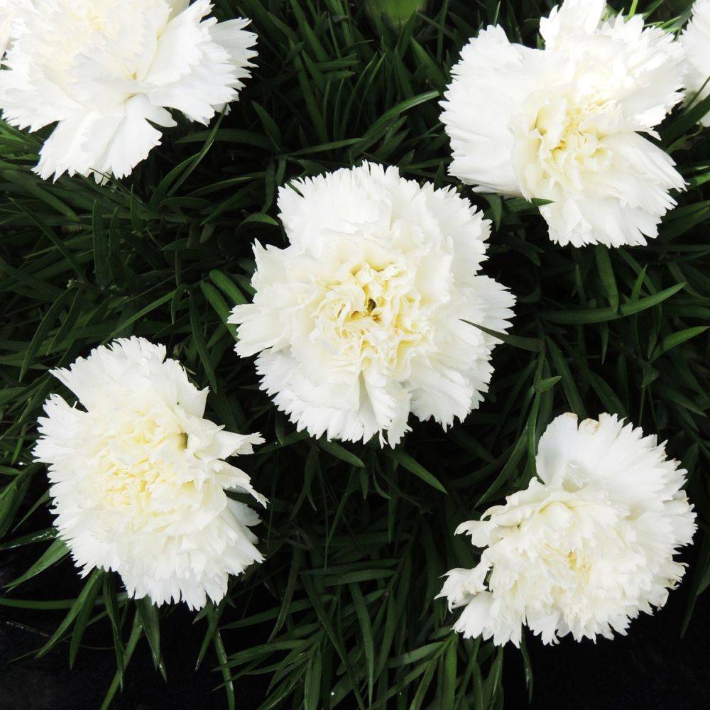 Oeillet mignardise Scent First® 'Memories' - Dianthus plumarius - Image 2