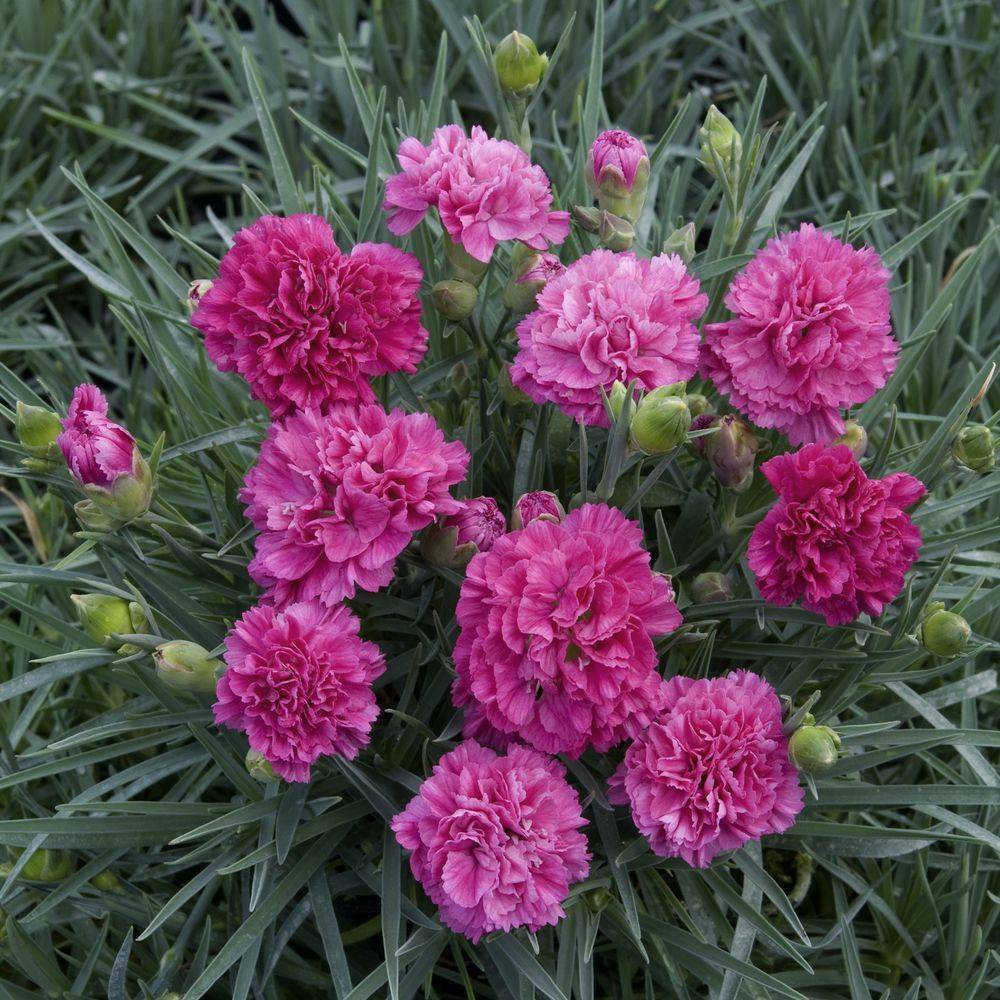 Dianthus plumarius 'Devon Wizard' - Œillet - Image 2