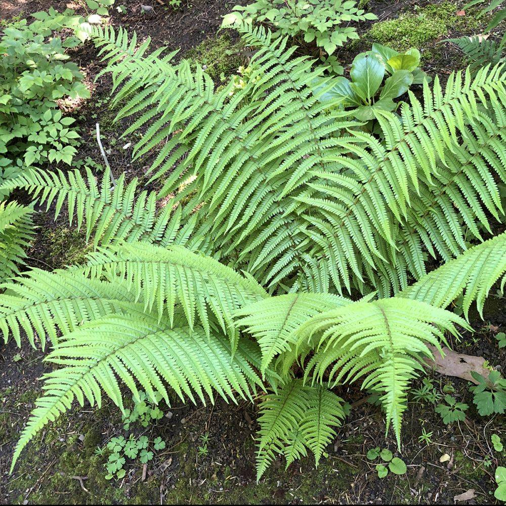 Dryopteris affinis - Fougère mâle dorée - Image 3
