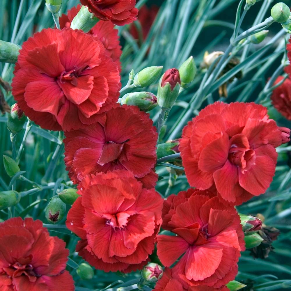 Œillet mignardise  Passion Hot Red - Dianthus plumarius