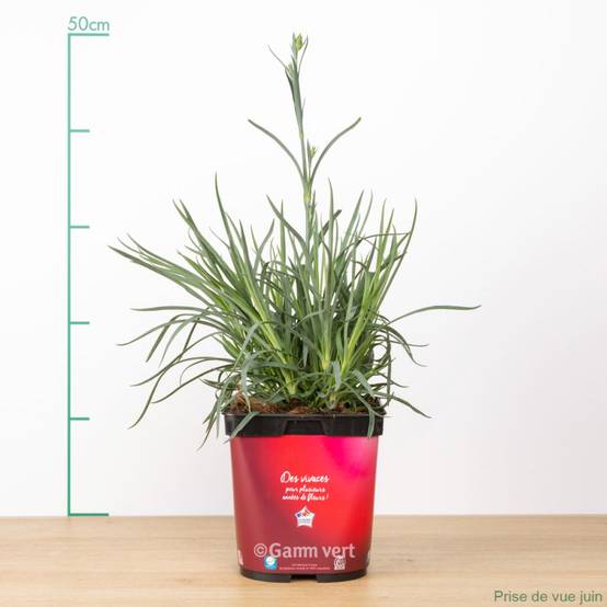 Œillet mignardise Passion Hot Red - Dianthus plumarius - Image 2
