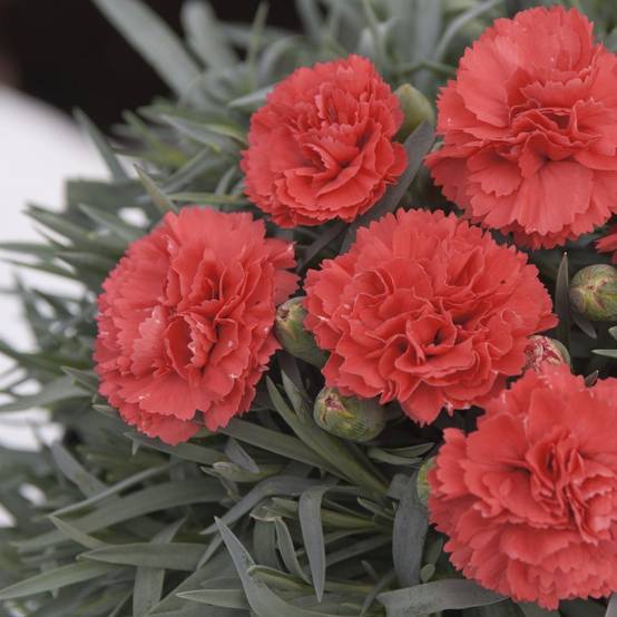 Dianthus plumarius 'Diana' - Œillet - Image 2