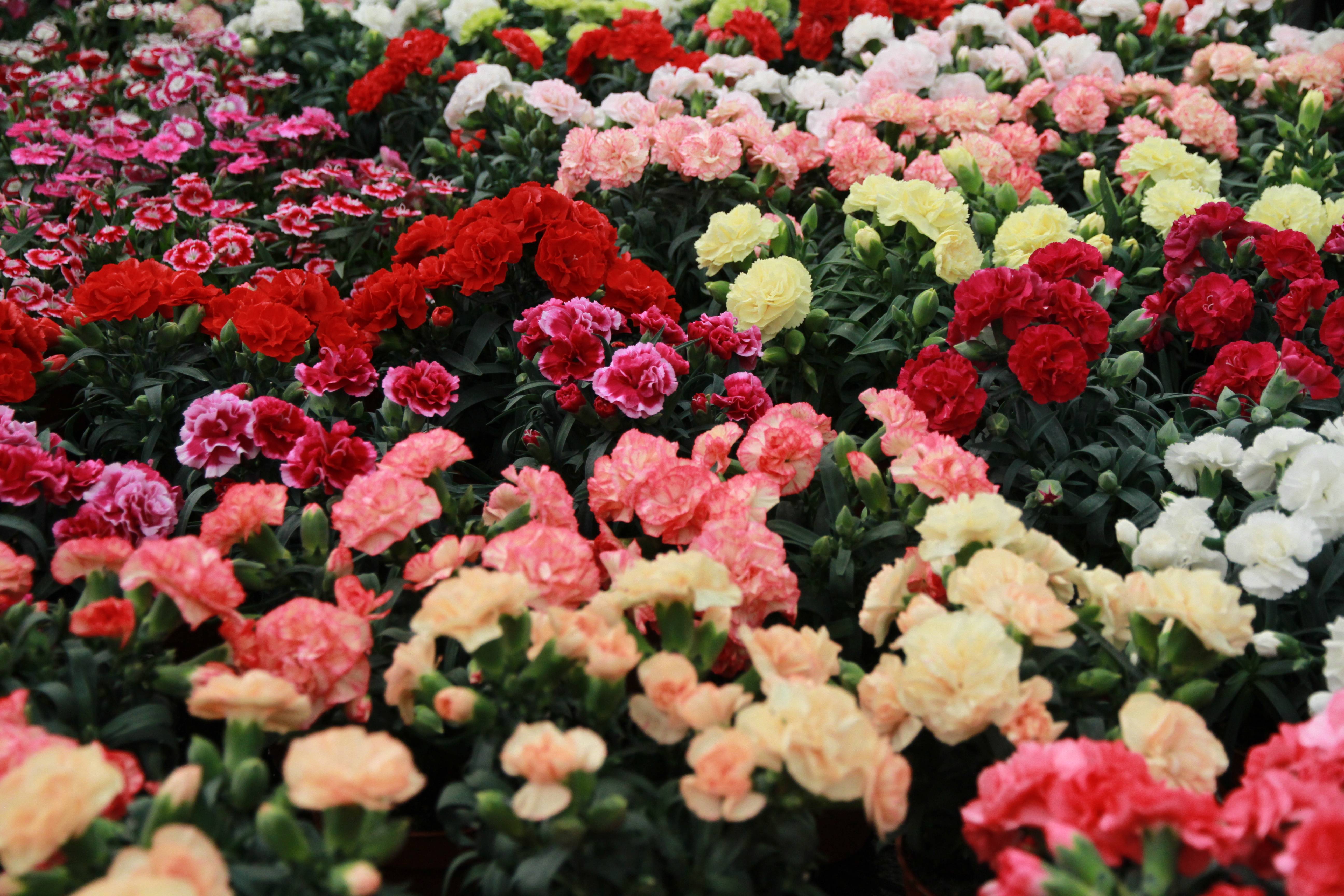 Dianthus plumarius 'Doris' - Œillet