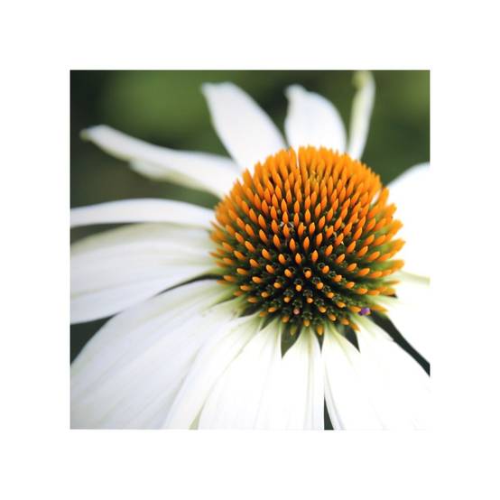 Echinacea purpurea 'Pow Wow White' - ECLOZ - Image 3