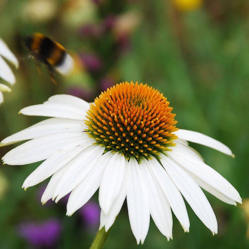 Echinacea purpurea 'Pow Wow White' - ECLOZ - Image 5