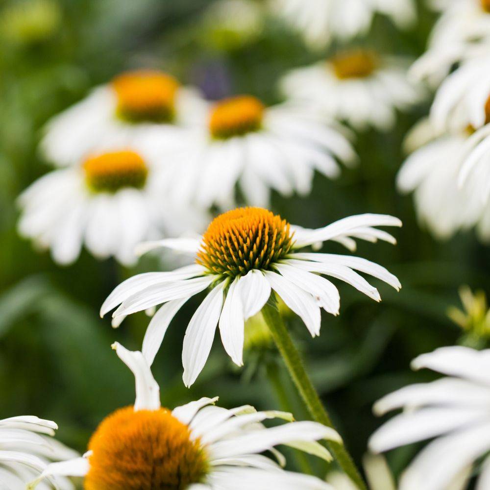 Echinacea purpurea 'Pow Wow White' - ECLOZ - Image 7