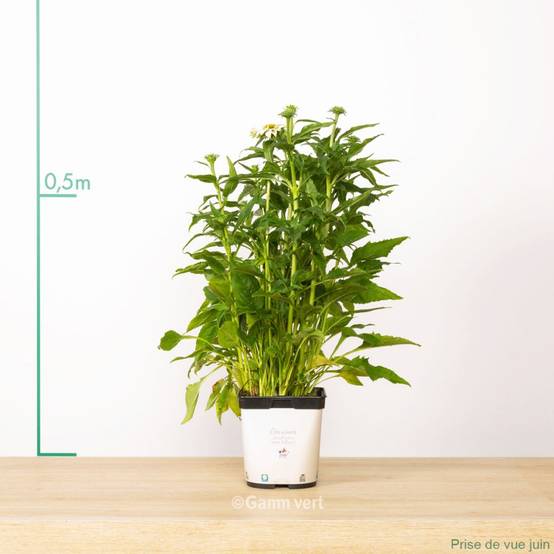 Echinacea purpurea 'Pow Wow White' - ECLOZ - Image 6