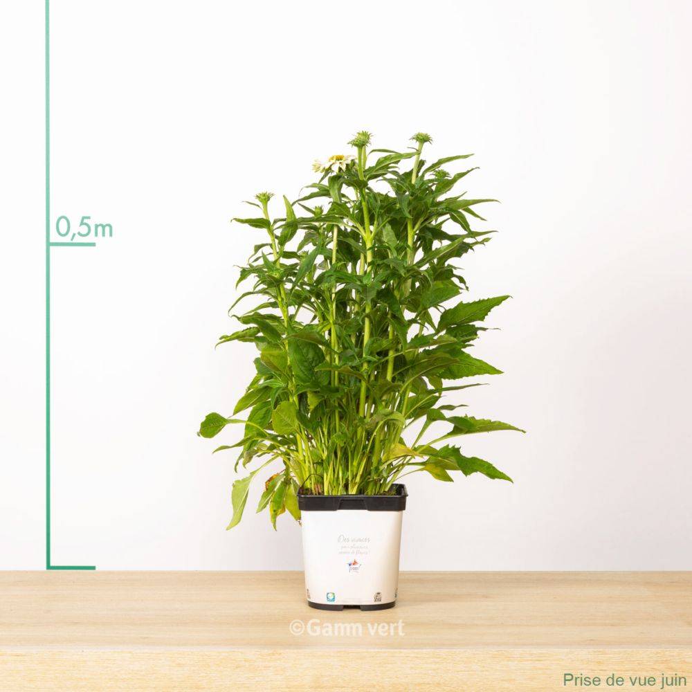Echinacea purpurea 'Pow Wow White' - ECLOZ - Image 6