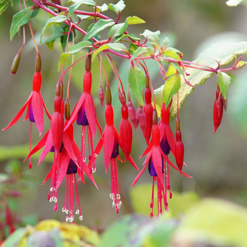 Fuchsia 'Riccartonii' - Image 1
