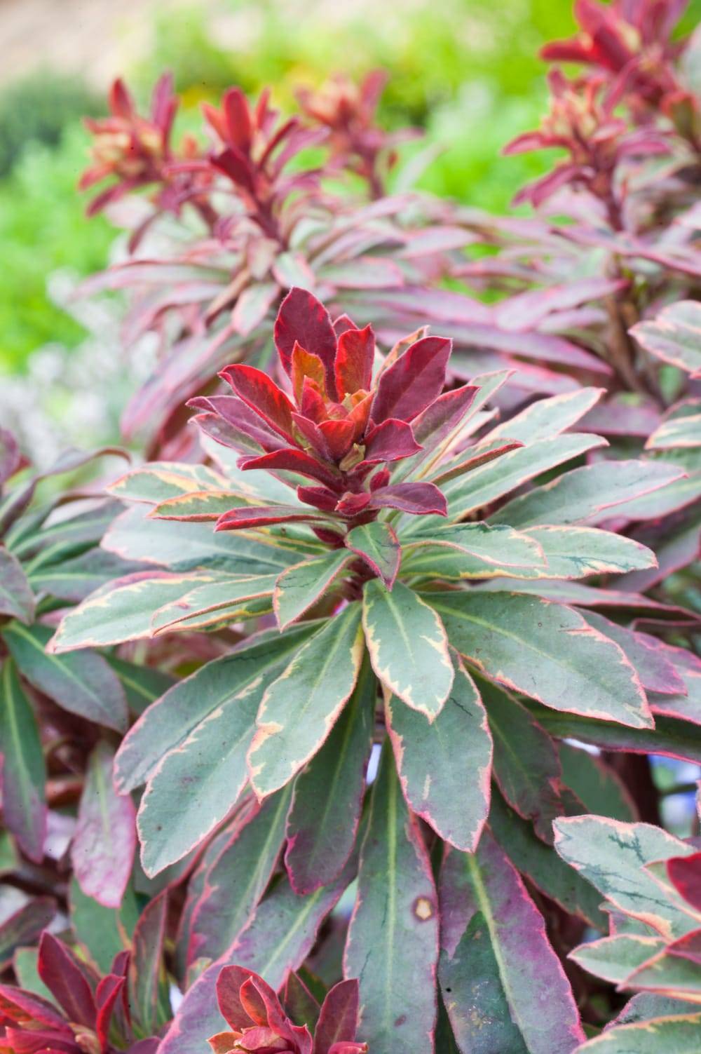 Euphorbia 'Despina' - Euphorbe vivace