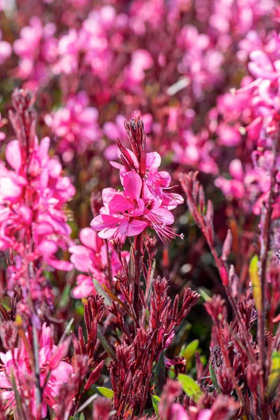 Gaura lindheimeri 'Gaudi Red'