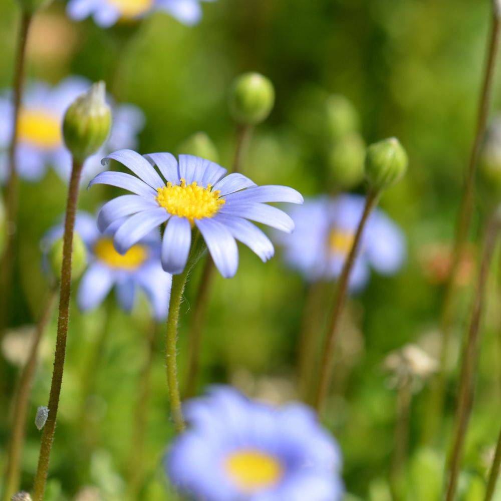 Felicia amelloides  - Marguerite du Cap - Image 5