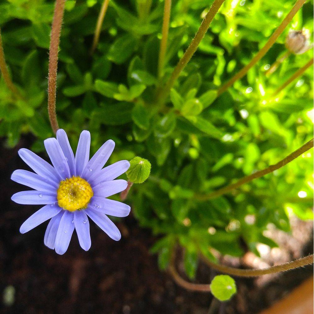 Felicia amelloides  - Marguerite du Cap - Image 4