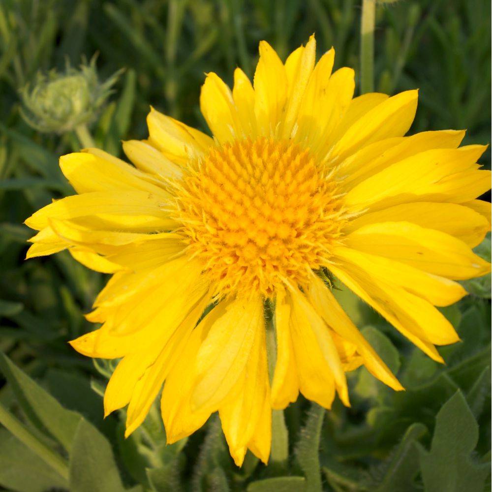 Gaillardia grandiflora 'Mesa Yellow' - ECLOZ - Gaillarde