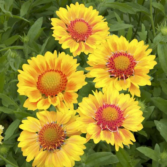 Gaillardia grandiflora 'Mesa Peach' - ECLOZ - Gaillarde - Image 1