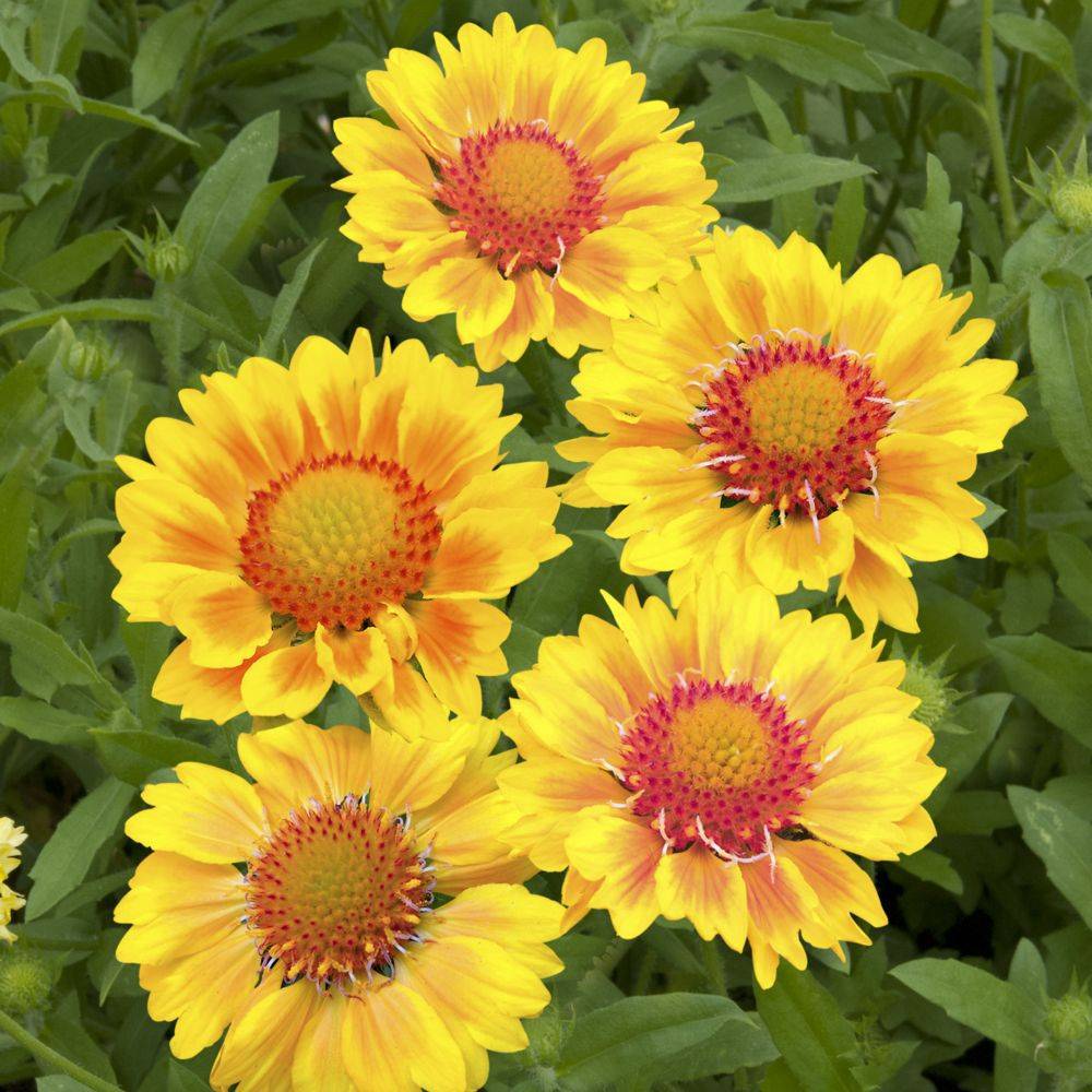 Gaillardia grandiflora 'Mesa Peach' - ECLOZ - Gaillarde - Image 1