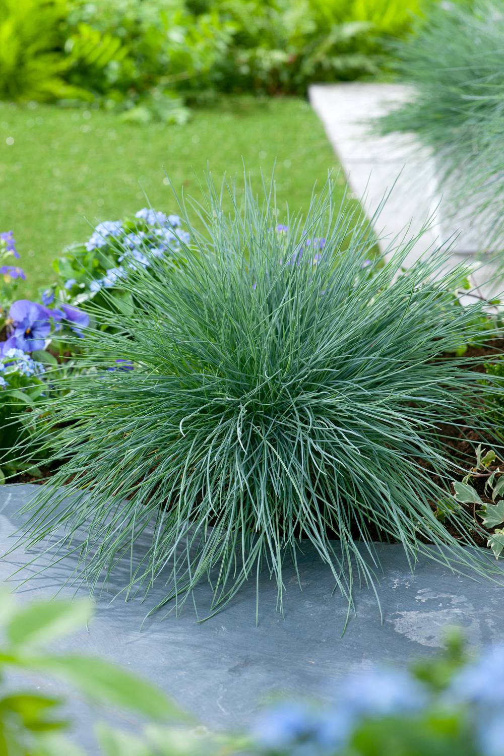 Festuca glauca 'Intens Blue' - Graminée Fétuque bleue