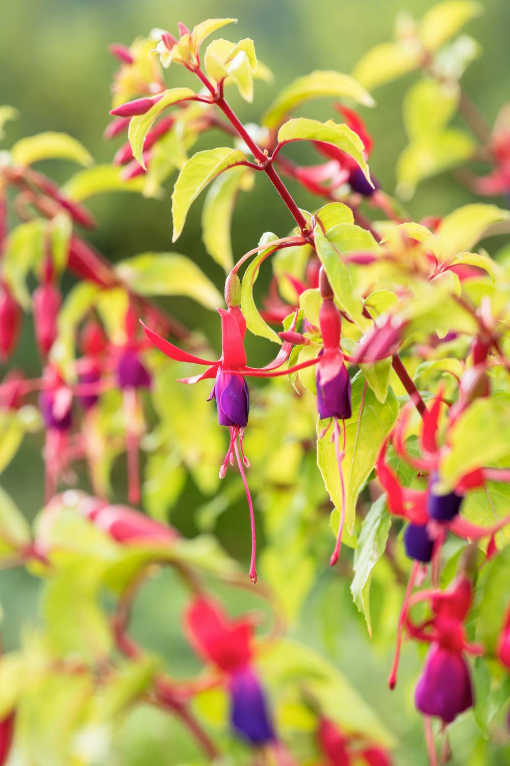 Fuchsia 'Genii'