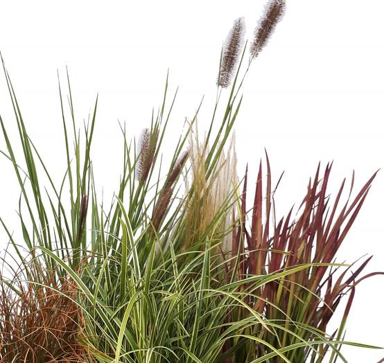 Elymus arenarius 'Glaucus' - Graminée Chiendent des sables