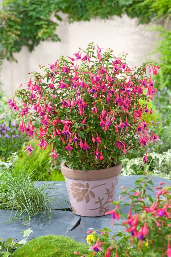Fuchsia 'Tom Thumb'
