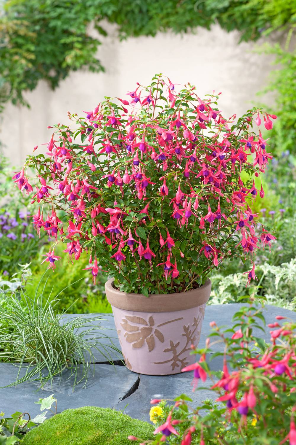 Fuchsia 'Tom Thumb'