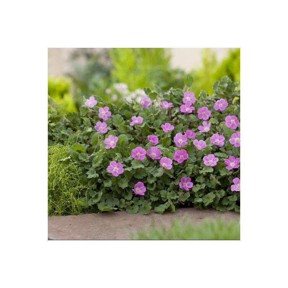 Erodium variabile 'Bishop's Form' - Bec de grue