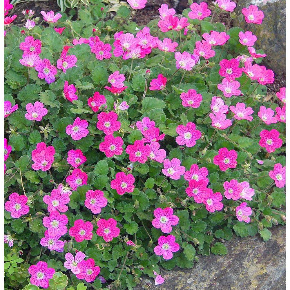 Erodium variabile 'Bishop's Form' - Bec de grue - Image 4