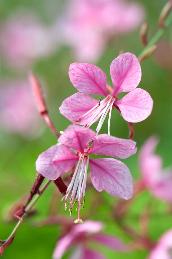 Gaura lindheimeri 'Siskiyou Pink'