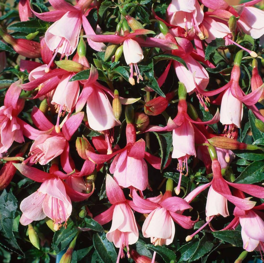 Fuchsia 'Mrs Popple'