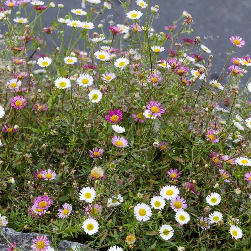 Erigeron karvinskianus - Image 5